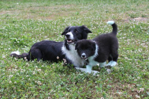 �t���tka border kolie