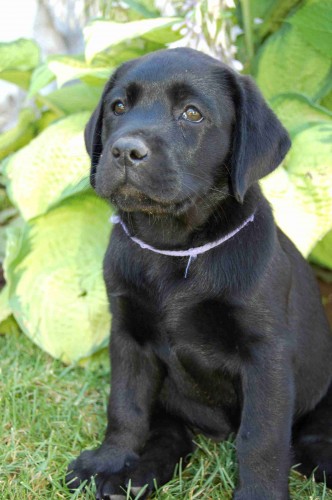 Fenečka LR Fenečka LR