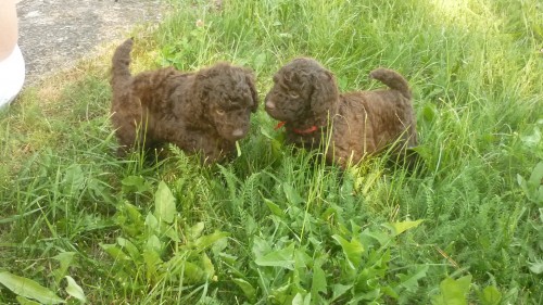 St�edn� hn�d� pudl s PP