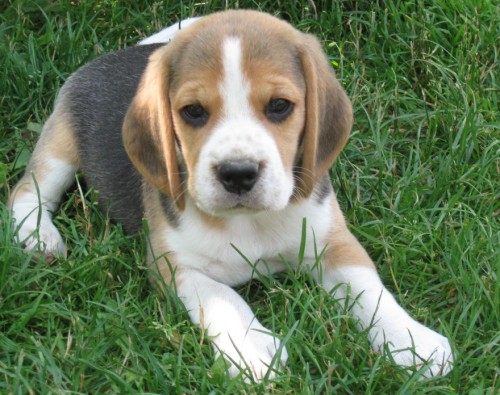 �t��ata beagle s PP