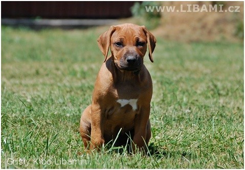 Rhodesian Ridgeback a Parson Russell teri�r �t��at