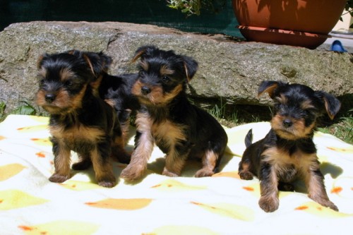 York��rsk� teri�r