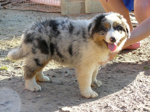 Australsk� ov��k s PP