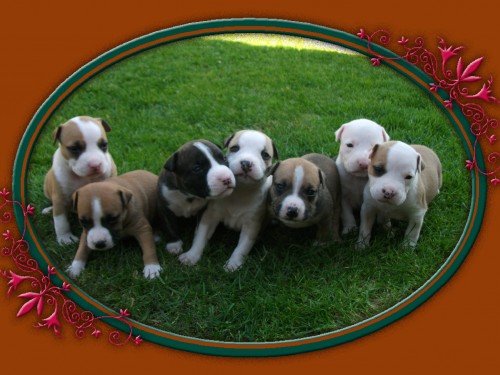 Americk� stafrod��rsku teri�r s PP