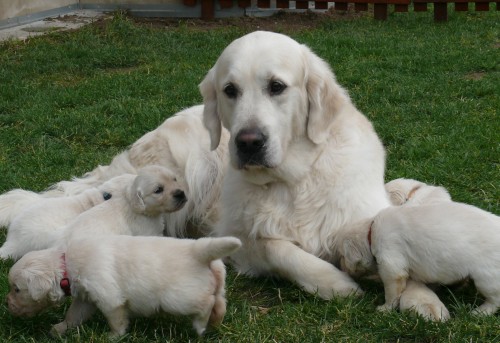 �t���tka zlat�ch retr�vr�