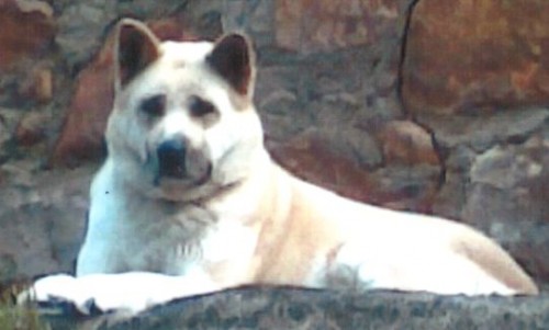 HLEDÁME ZTRACENOU AKITA INU HLEDÁME ZTRACENOU AKITA INU