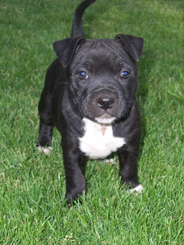 staford��rsk� bulterier