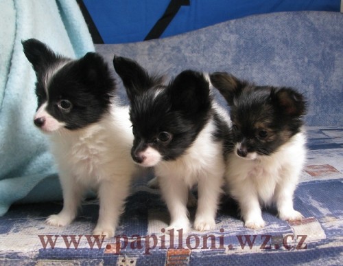 papillon - mot�lek