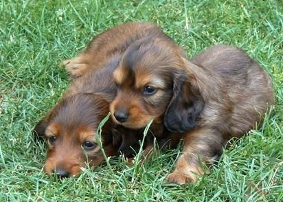 Jezev��k dlouhosrst� trpasli��-kr�li��