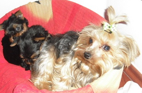 York��rsk� Teri�r