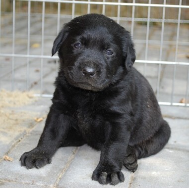 Labradorsk� retr�vr - �t��ata s PP