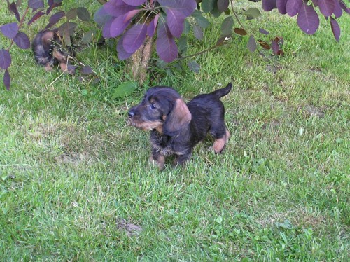 jezev��k drsnosrst�