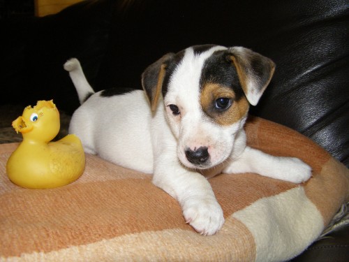 JACK RUSSELL TERIER pejsek