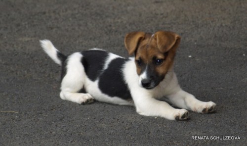 �t�n�tka jack russell terier