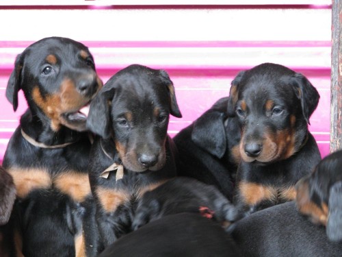 Dobrman - �t��ata s PP