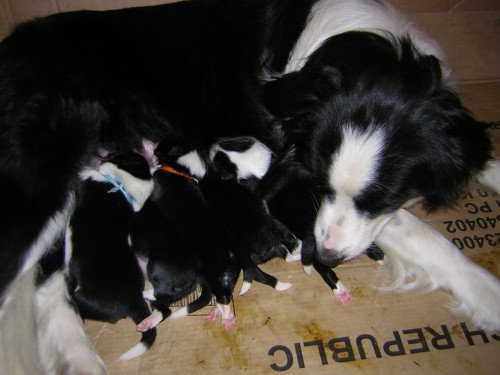 Prodej �t��at - zahrani�n� kryt� s PP