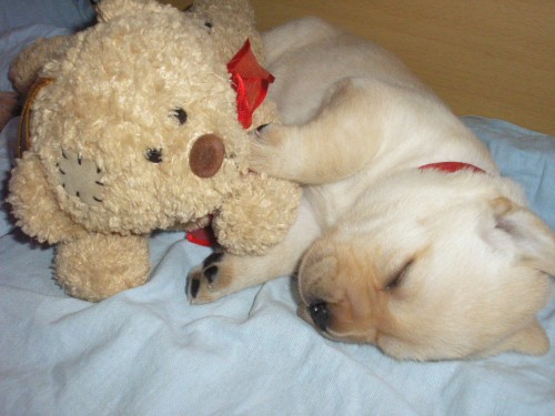 fene�ky labrador� s PP