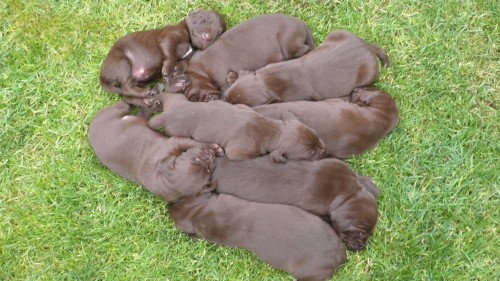 �t��ata N�meck�ho kr�tkosrst�ho oha�e 