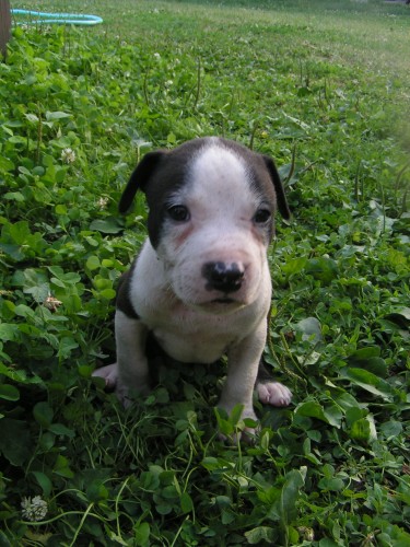 Americk� staford��rsk� teri�r bez PP