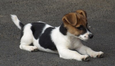 �t�n�tka jack russell terier 