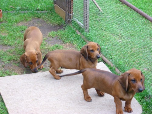 Nab�dka standard hladkosrst�ch jezev��k�