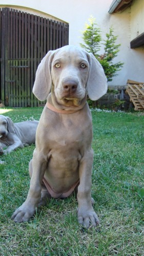 V�marsk� oha� s PP