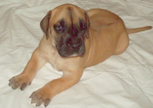 n�meck� doga s PP