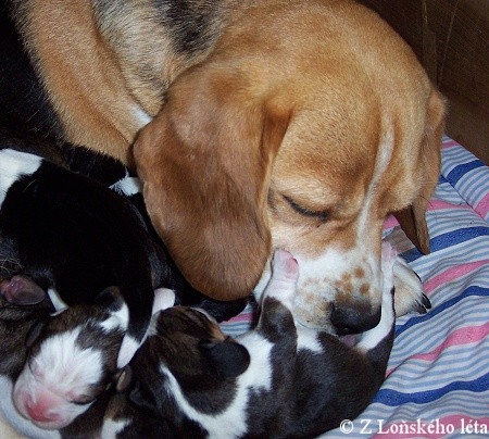 Beagle - trikolorn� �t��ata s PP