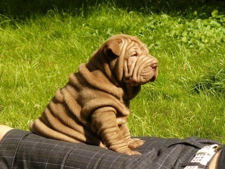 Šarpej (Shar Pei) - špičková štěňata s PP Šarpej (Shar Pei) - špičková štěňata s PP