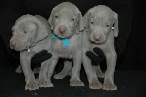 �t���tka v�marsk�ho oha�e