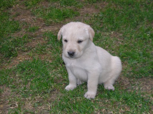 prod�m �t��ata zlateho retrivra