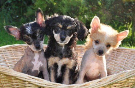 ��nsk� chocholat� pes-�t��ata