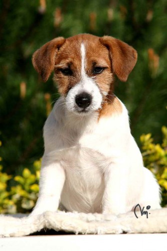 Jack Russell teri�r a Rhodesian ridgeback �t���t