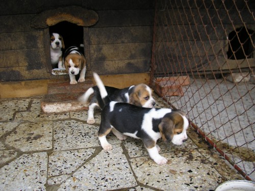 Prodej �t��at b�gla