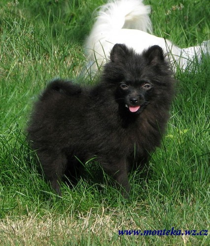 n�meck� �pic trpasli��