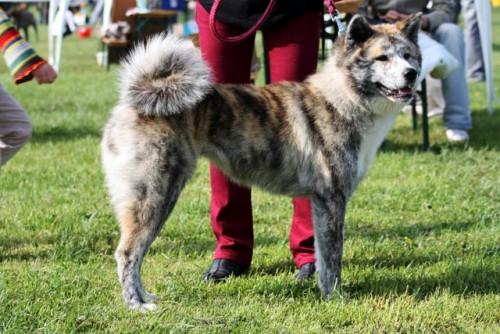 Prodám štěňata - Akita Inu Prodám štěňata - Akita Inu