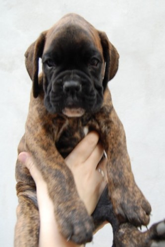 �t��ata boxera s PP