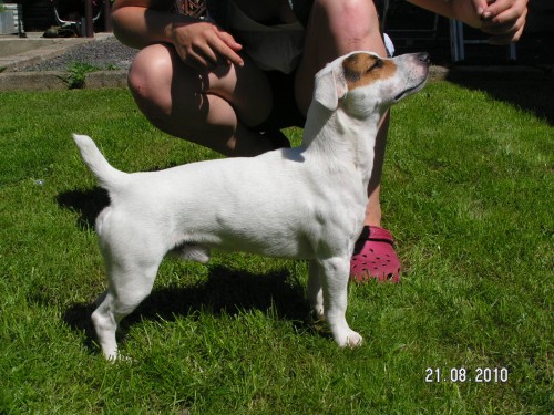 Jack Russel Terier bez PP ke kryt� - Zl�n/Vala�sk� Mezi���� 