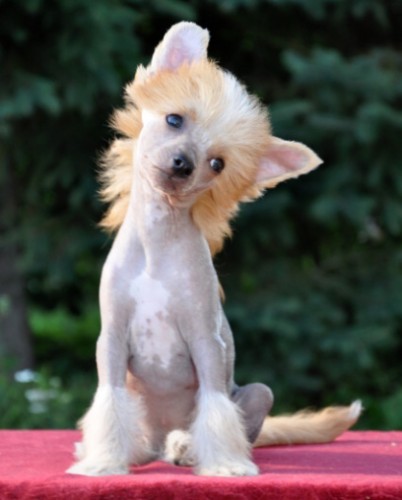 ��nsk� chocholat� pes-�t��ata