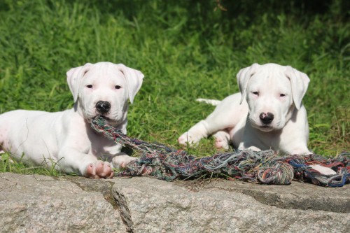 Argentinsk� doga  �t��ata