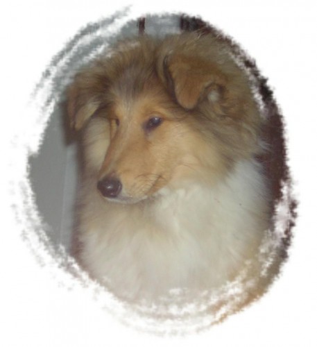 Kolie zlat� �t���tka