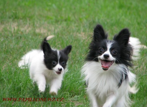 papillon - mot�lek