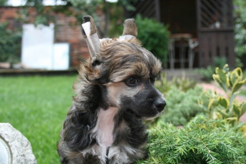 ��nsk� chocholat� pes