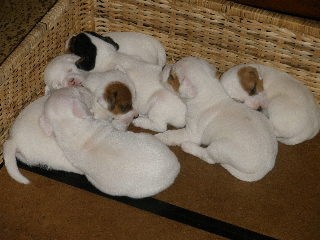 Jack Russell teri�r bez PP