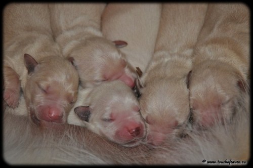 Zlat� retriever - �t��ata s PP