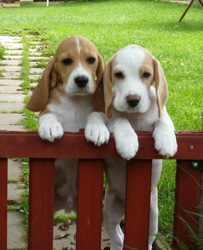 B�gl �t���tka s PP- pejsci