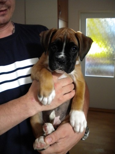 Fenka n�meck�ho boxera