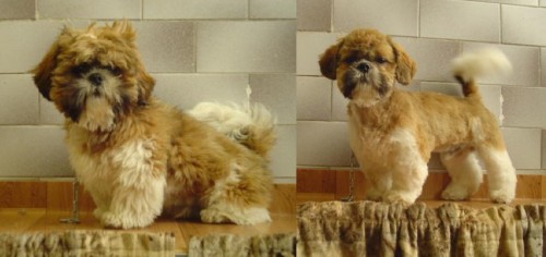 Kurzy - St��h�n� a kosmetick� �prava ps�