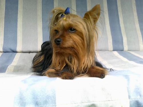 JORK��R KE KRYT�