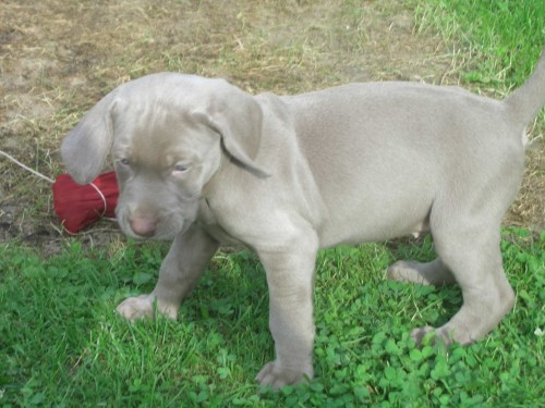 V�marsk� oha� - �t��ata